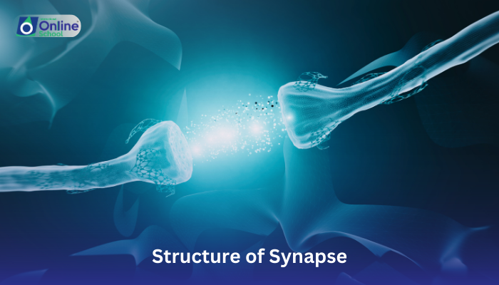 Lesson 14: Structure of Synapse